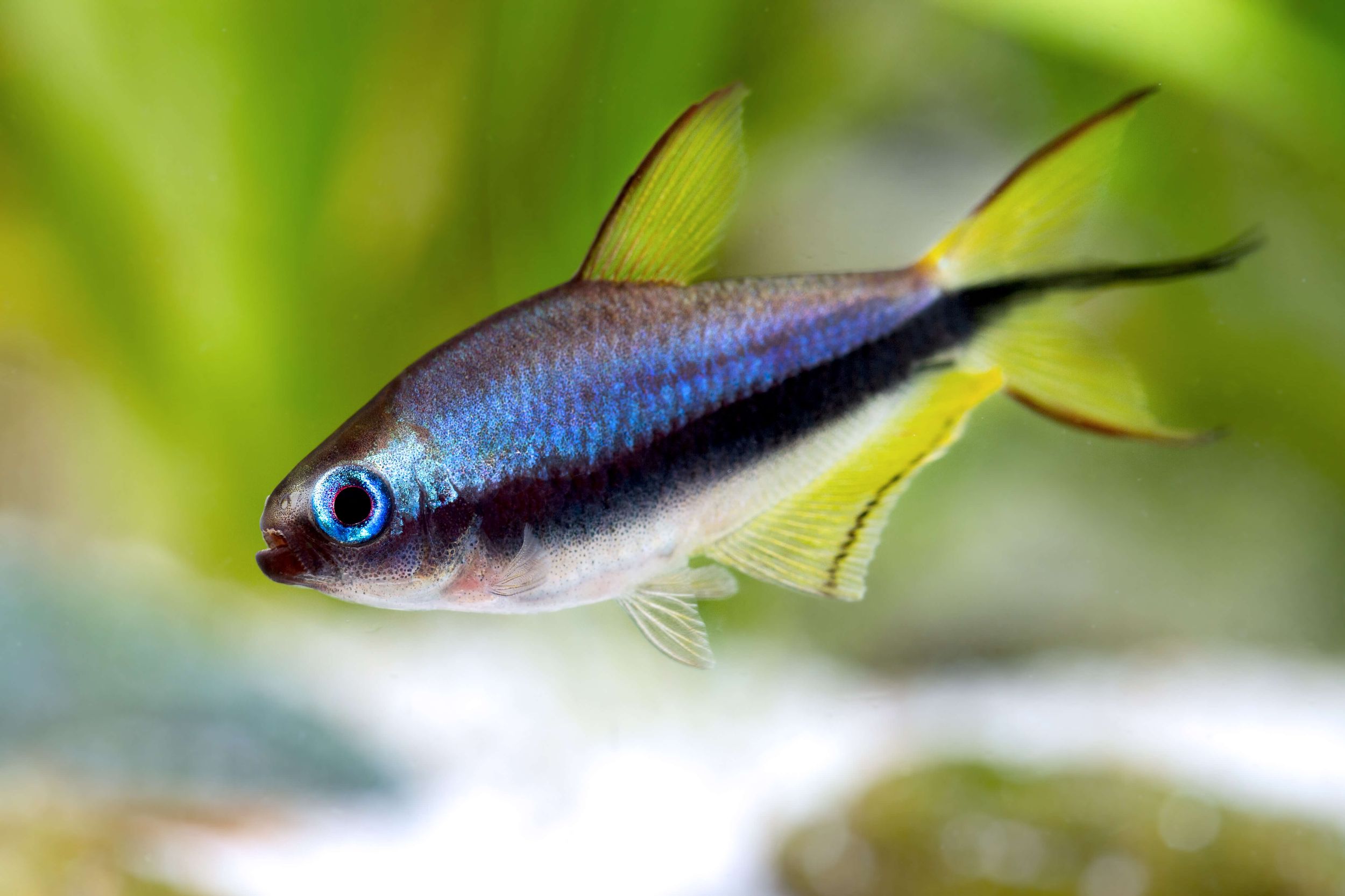 Nematobrycon palmeri (Emperor Tetra)